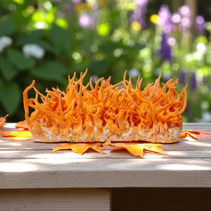 Triple Extracto Cordyceps Militaris