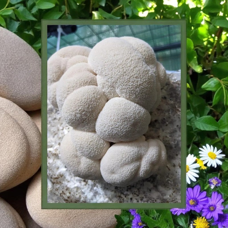 Triple Extracto Melena de León