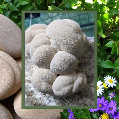 Triple Extracto Melena de León